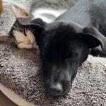 Tilica and Tulp living their best life on the isle of Jersey